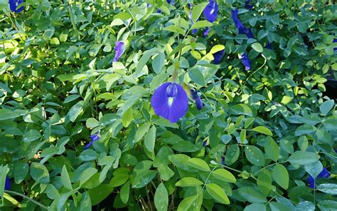 Štruktúra kvetu Clitoria ternatea