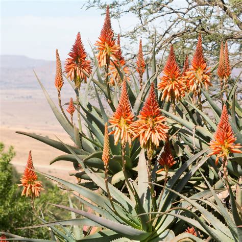 Aloe africana