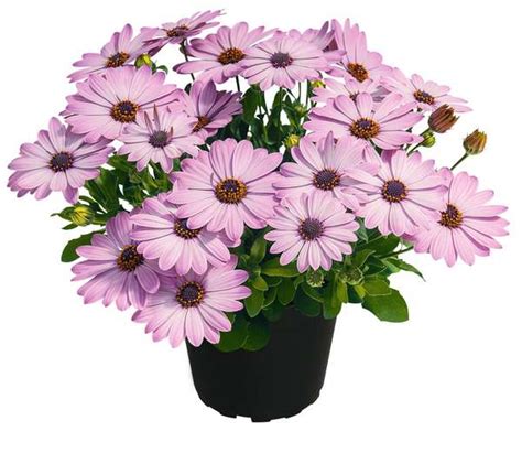 Osteospermum - africká sedmokráska