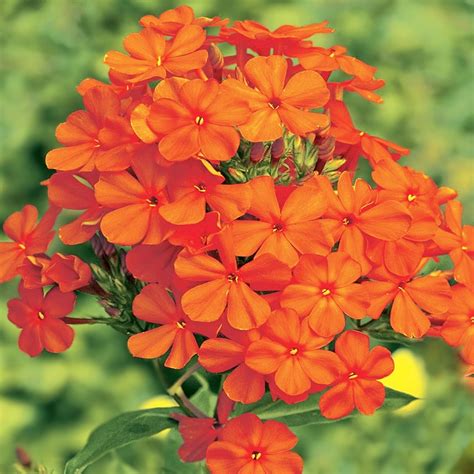 Detail kvetov floxu metlinatého 'Orange Perfection'