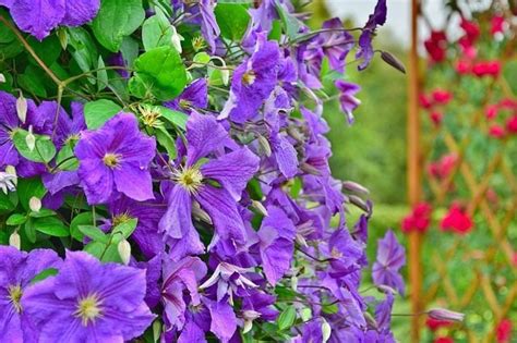 Plamienok (Clematis)