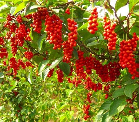 Schizandra čínska