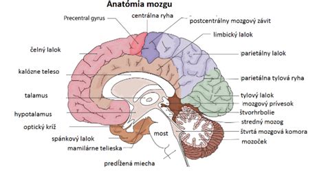 Anatómia mravca s vyznačenými časťami