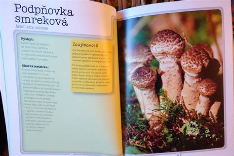 Porovnanie jedlých a jedovatých húb podobných smrčkom