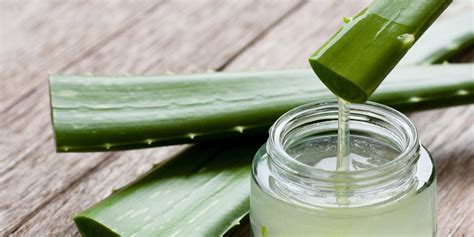 Ilustrácia Aloe Vera rastliny a jej účinkov na zdravie ústnej dutiny
