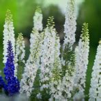 Stračonôžka (Delphinium) v rôznych farbách