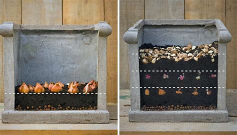 výsadba cibuľovín