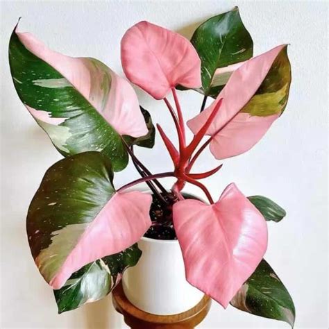 Filodendron 'Pink Princess'