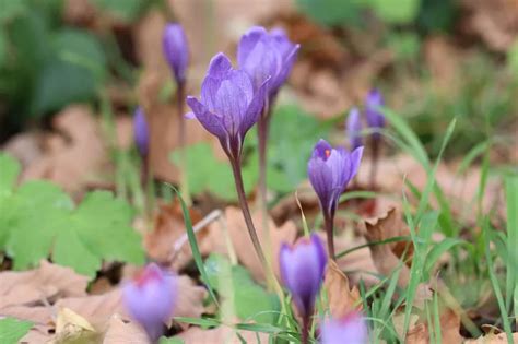 Colchicum (jesenný krokus)