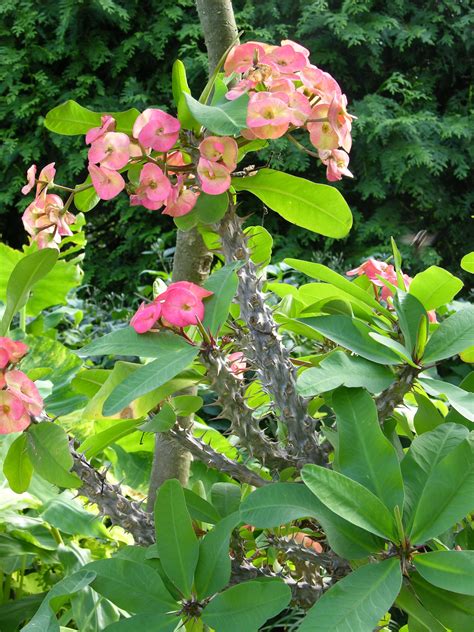 kvety rastlín z rodu Euphorbia