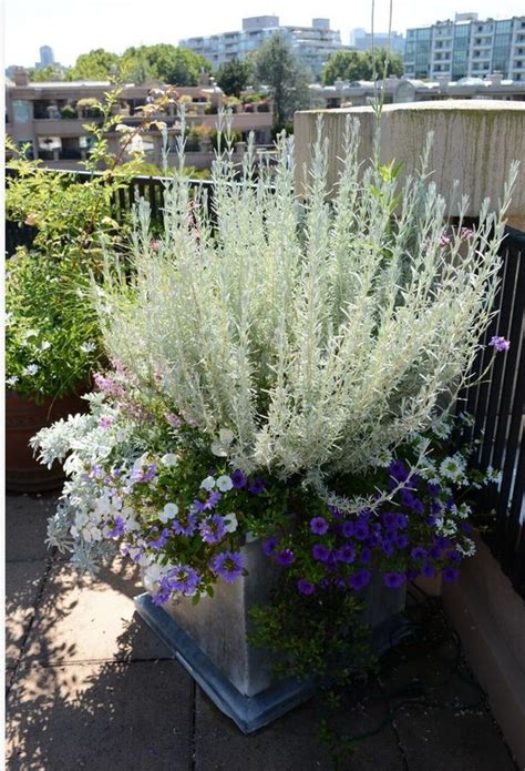 Aubrieta pestovaná v črepníku na balkóne