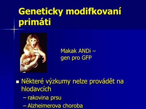 Geneticky modifikovaná modrá ruža