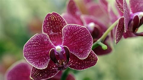 Keiky na kvetnom stvole orchidey