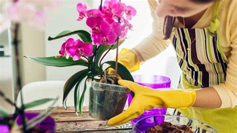 Najčastejší škodcovia orchideí
