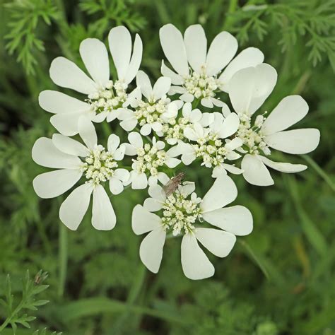 Výsev Orlaya grandiflora