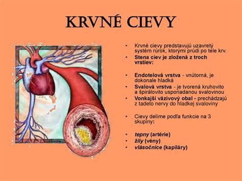 Ilustrácia srdca a ciev