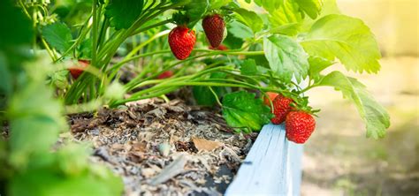 Fotografia kvitnúceho divozelu vo veľkom záhone