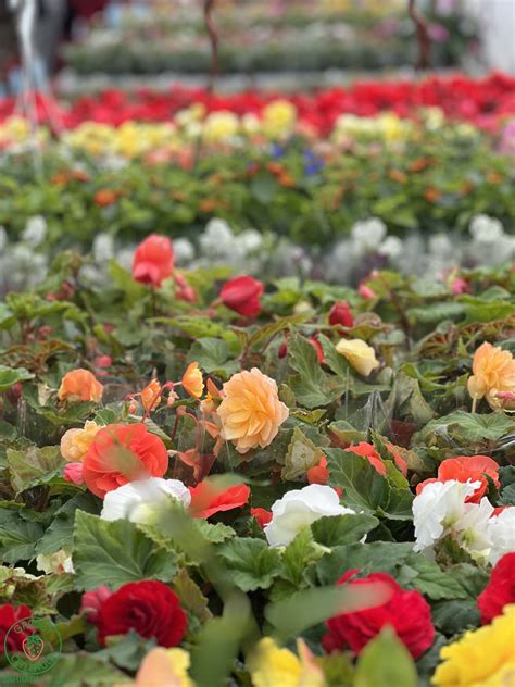 Rôznorodé trvalky v záhradnom centre