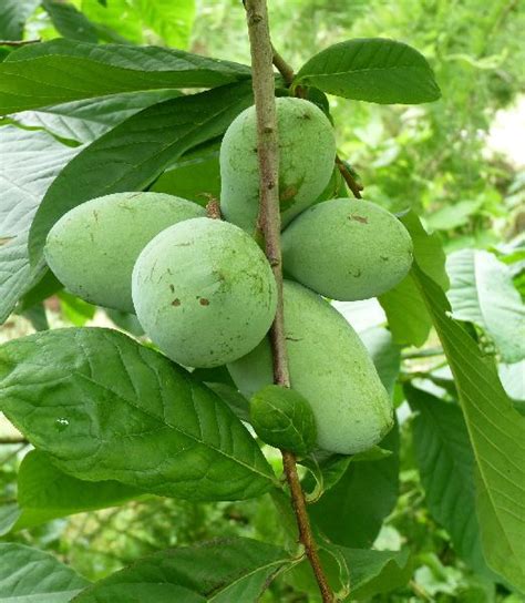Ovocie Asimina triloba