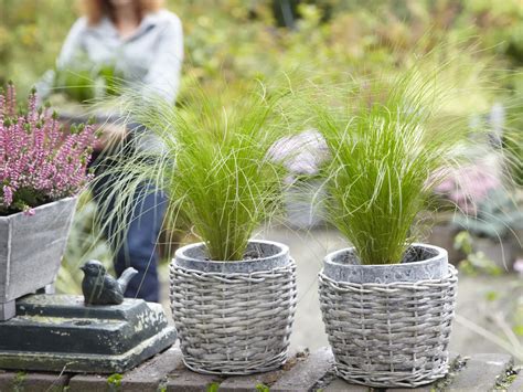 Coprosma v nádobe na terase