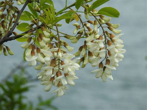 Kvety agátu na strome