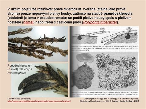 Štruktúra sklerocia paličkovice purpurovej