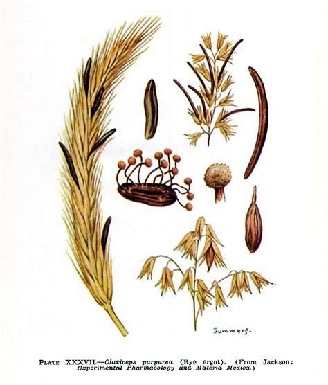 Životný cyklus Claviceps purpurea