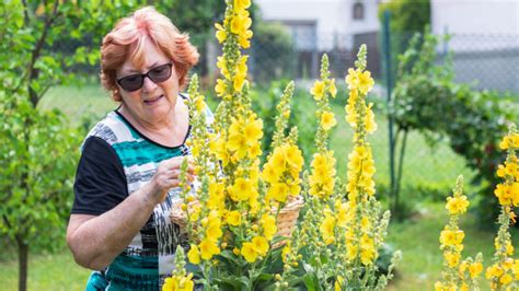 Divozel veľkokvetý v záhrade