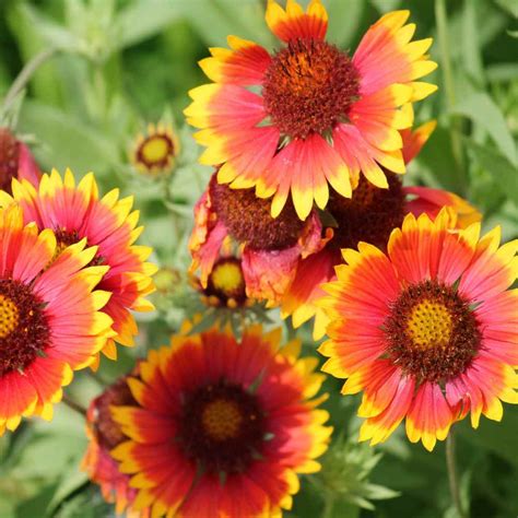 Detail kvetu Gaillardia aristata s červeno-žltými lupeňmi