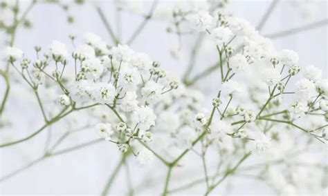 Ilustrácia správneho pestovania gypsomilky