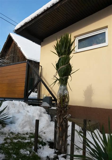 Zimovanie citrusov v interiéri