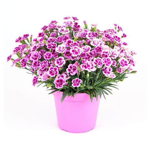 hvozdík Pink Kisses v črepníku