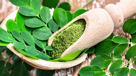 Ilustrácia rastu Moringa stromu