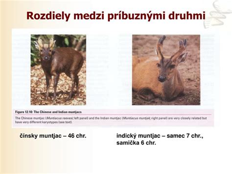 Rozdiely medzi rôznymi druhmi tují