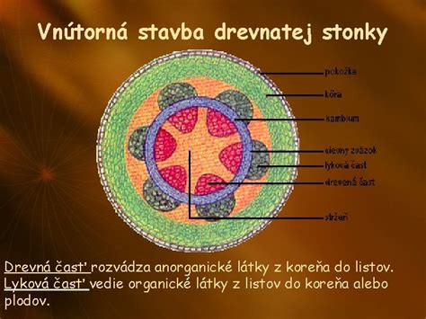 štruktúra rastlinného koreňa