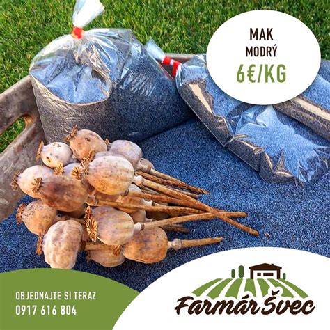 Malý farmár zbiera bavlnu ručne