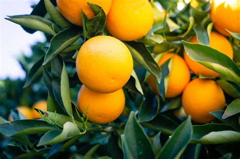 Citrusový strom na slnečnom balkóne