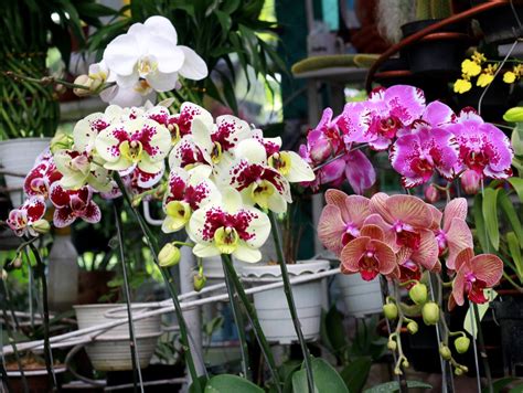 Orchidea napadnutá voškami