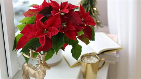 Ilustrácia správnej starostlivosti o vianočnú ružu