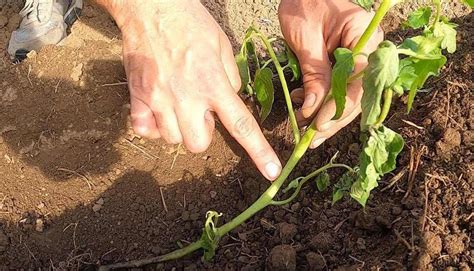 Šikmé sadenie paradajok pre lepší koreňový systém