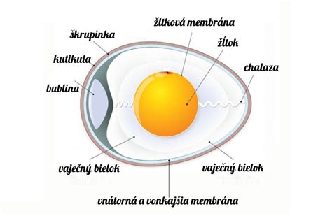 Schéma oogenézy a štruktúra vajíčka