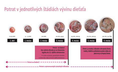 Schéma vývoja embrya a plodu v maternici