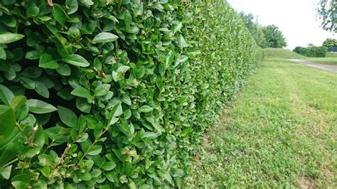 Schéma správneho strihania živého plota z cyprusovca