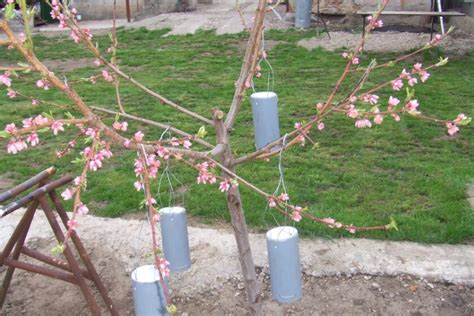 Ochrana mladého stromčeka pred mrazom