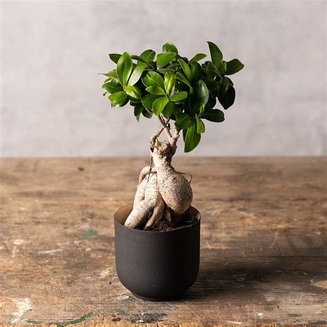 Ficus Microcarpa 'Ginseng' bonsaj