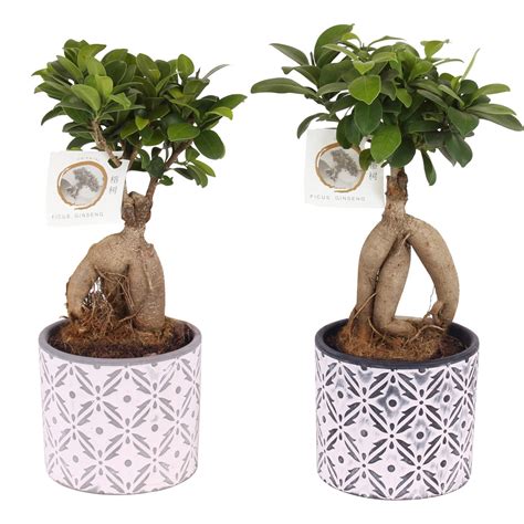 Zdravé listy fikusu ginseng