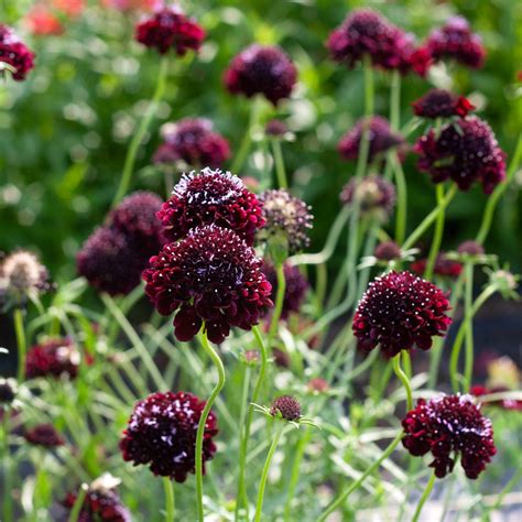 Kultivar zimozelenej menšej 'Atropurpurea'