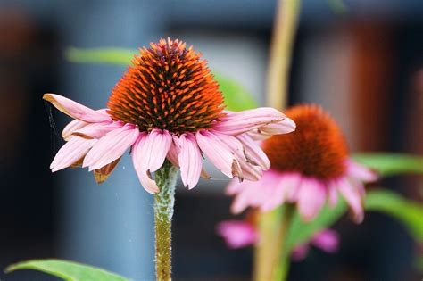 Kvitnúca echinacea purpurová