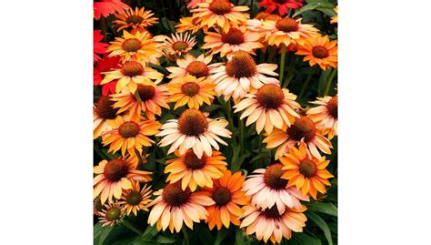 Výsledky štúdií o echinacei