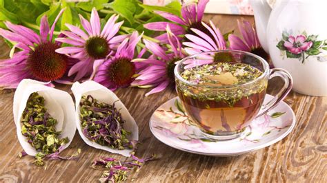 Domáce prípravky z echinacey